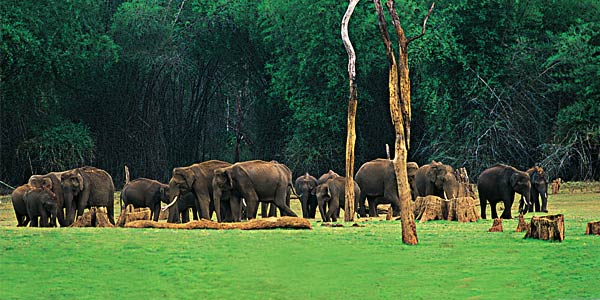 kerala-wildlife-package-tours