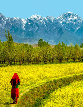 Pahalgam Sightseeing Kashmir