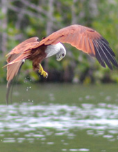 Eagle feeding Langkawi