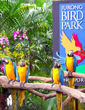 Jurong Bird Park Tour