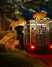 Night Safari tour