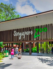 Singapore Zoo Tour