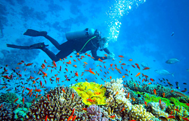 Scuba Diving Havelock Island