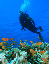 Scuba Diving in Havelock Island