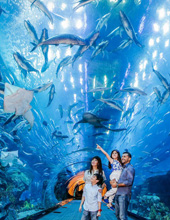 Dubai Aquarium and Underwater Zoo