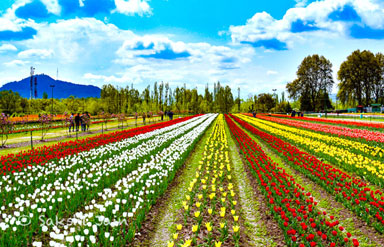 Mughal Garden Srinagar