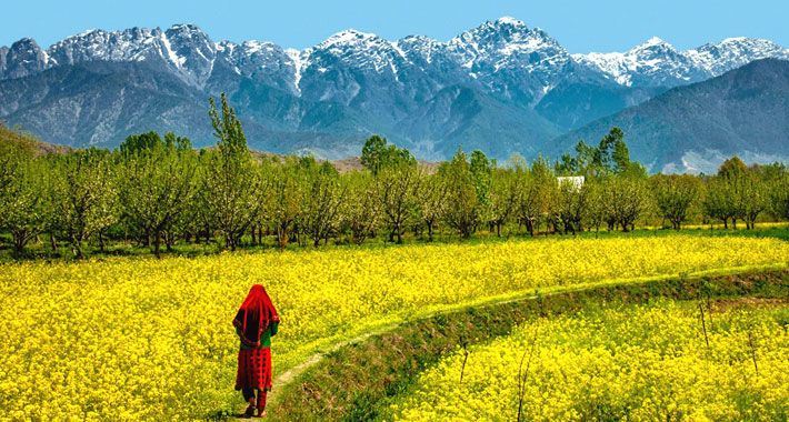 5 days Kashmir tour package