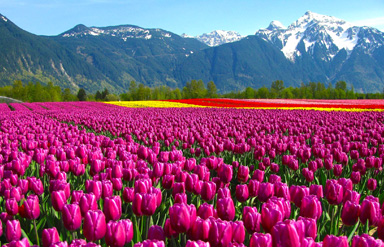 Tulip Garden Kashmir