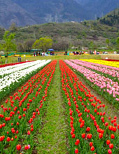 Tour of Mughal Gardens Srinagar