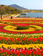 Tour of Tulip Garden Srinagar