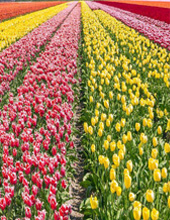 Tulip Garden Srinagar holiday