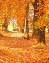 Srinagar Autumn Season