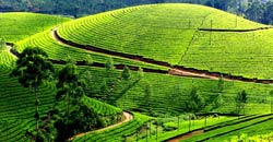 Munnar Alleppey Package