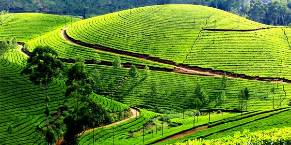 4 Days Munnar Alleppey Package