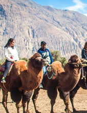 Nubra Hunder Camel Ride Leh