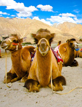 Nubra Valley tour Leh