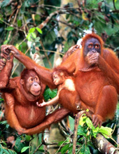 Orang Utan Park Penang