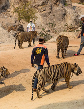 Sriracha Tiger Zoo Tour